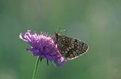 Meadow fritillary Melitaea parthenoides on Scabious flower Gedre Pyrenees France