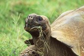 Galapagos giant tortoise Geochelone e.porteri feeding on grass Santa Cruz Island Galapagos Islands Ecuador