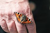 Small tortoiseshell Aglais urticae resting on a hand to drink mineral rich sweat