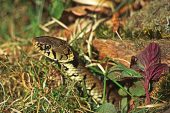 Grass snake Natrix natrix [captive] New Forest National Park Hampshire England UK