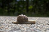 Roman snail Helix pomatia crossing a road near the Col du Rousset