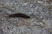 Large black slug Arion ater, Wareham Forest, Isle of Purbeck, Dorset