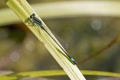 Common Blue-tailed Damselfly Ischnura elegans