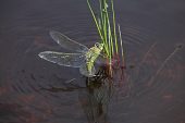 Blue emperor dragonfly Anax imperator female egg laying