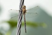 Migrant hawker Aeshna mixta resting on support cable in a garden Ringwood Hampshire England UK August 2016
