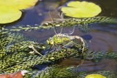 Blue emperor Anax imperator female ovipositing in garden pond Ringwood Hampshire England UK August 2016
