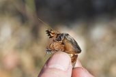Mole cricket Gryllotalpa gryllotalpa near the Etang de Biguglia Corsica France