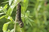 Large elephant hawk-moth caterpillar Deulephila elpenor on Great willowherb Epilobium hirsutum Ringwood Hampshire England
