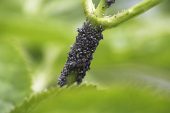 Blackfly Aphis faeae on Elder Simbucus nigra in garden Ringwood Hampshire England