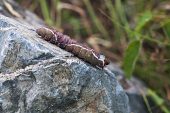 Puss moth Cerura vinula caterpillar resting on rock near Saussa Pyrenees National Park France July 2015