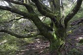 Ancient Southern beech Nothofagus fusca tree Wilderness Lodge South Island New Zealand