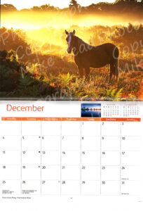 December picture in the New Forest 2023 Calendar