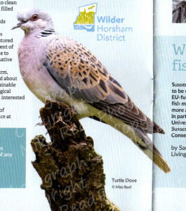 Turtle Dove (picture changed by SWT with new 'perch' inserted)
