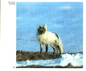 Arctic Fox moulting, page 92