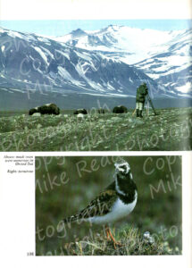 Filming Musk Ox & Turnstone, page 108