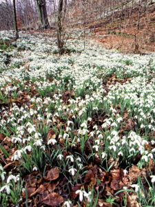 Snowdrops, page 112 (full page reproduction)