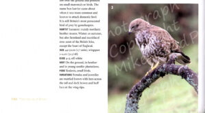 Common Buzzard, page 130