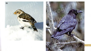 Snow Bunting and Raven, page 139