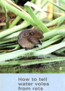 Water Vole, page 252