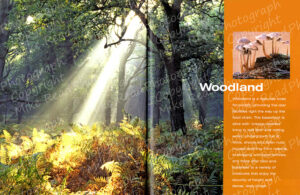 Oak woodland and Fungi images, pages 76-77 (reproduced over a double page)