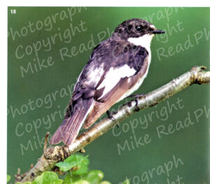 Pied Flycatcher, page 88