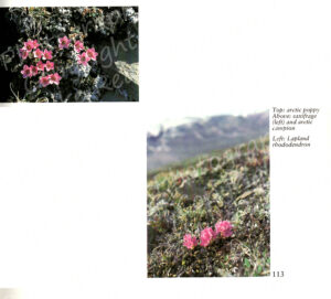Saxifrage & Lapland Rhododendron, page 113