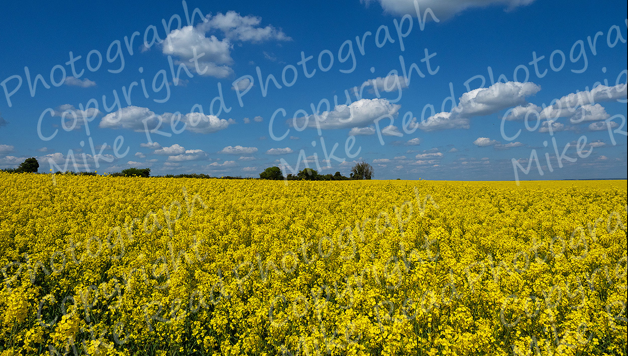 Blue sky above yellow flowering oilseed rape. In support of Ukraine