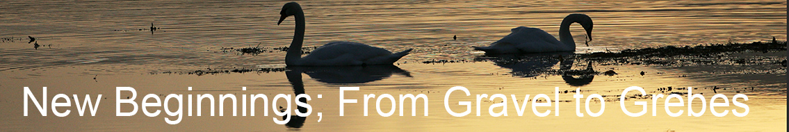 Mute swan Cygnus olor at sunrise Loch Indaal Islay Argyll and Bute Scotland UK