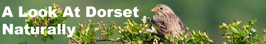 Corn bunting Milaria calandra perched on Hawthorn Crataegus monogyna, Clubman's Down, near Compton Abbas, Dorset, England, UK, June 2021