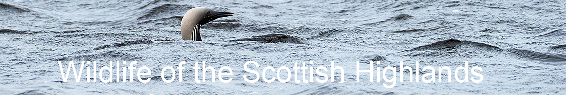 Black-throated diver Gavia arctica adult swimming in Lochindorb, Highland Region, Scotland, UK, June 2023