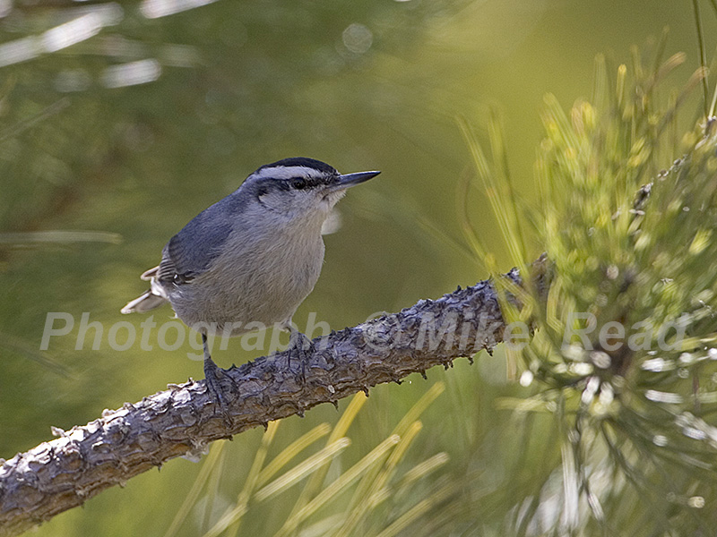 Corsican nuthatch Sitta whiteheadi in Corsican pine forest Asco Valley Corsica France