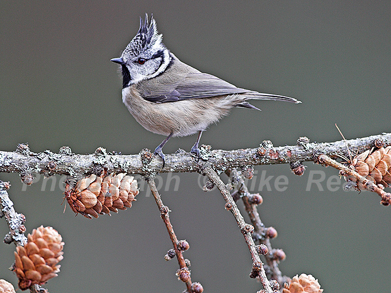 Crested tit Parus cristatus in larch tree near Aviemore Highland Region Scotland UK March 2006