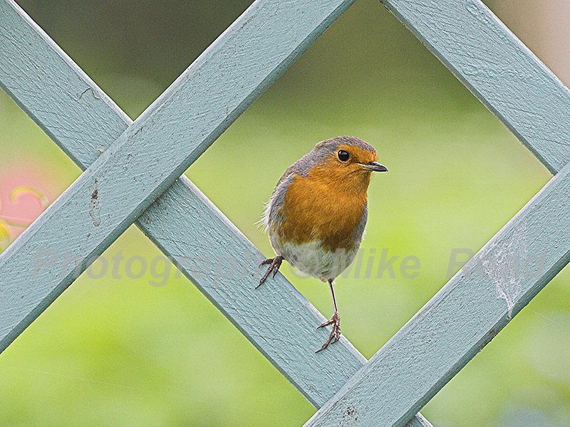 European robin Erithacus rubecula perched in garden trellis Ringwood, Hampshire, England