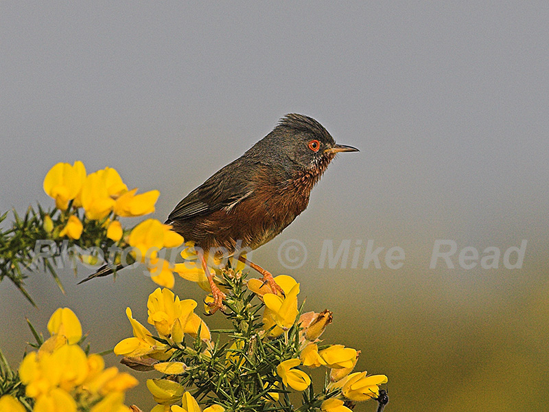 Dartford warbler Sylvia undata in blooming gorse New Forest National Park, Hampshire, England