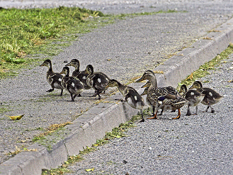 Mallard Anas platyrhynchos female and ducklings crossing road Peak District National Park Derbyshire England