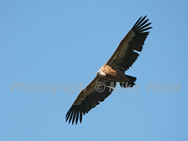 Eurasian griffon vulture Gyps fulvus in flight Extremadura Spain