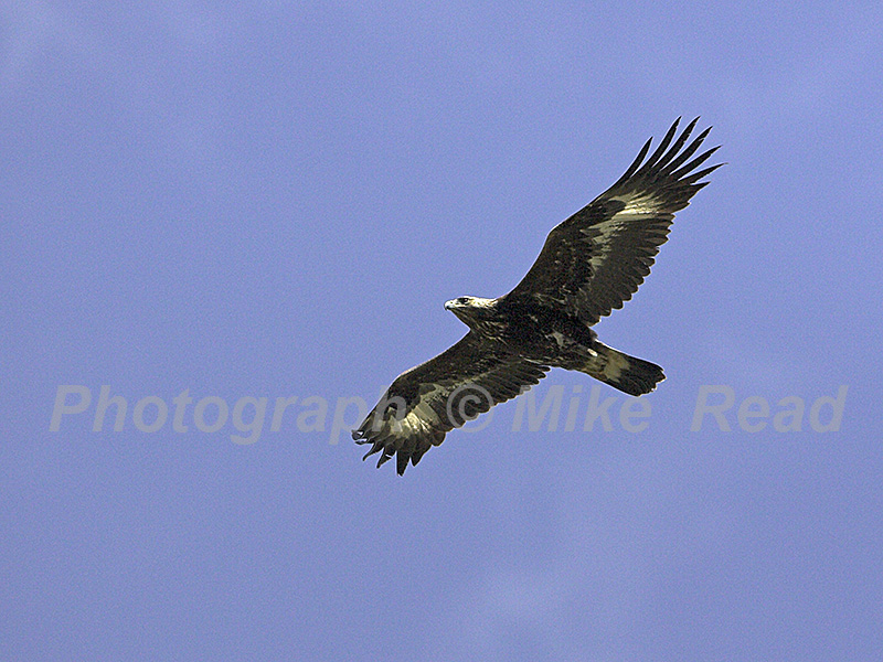 Golden eagle Aquila chrysaetos in flight Corsica France