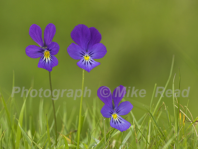 Mountain pansy Viola lutea on a grassy bank, Strathdearn, Upper Findhorn Valley, Highland Region, Scotland, UK, June 2005