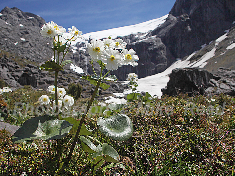 Great mountain buttercup Ranunculus lyallii Hooker Valley Trail New Zealand