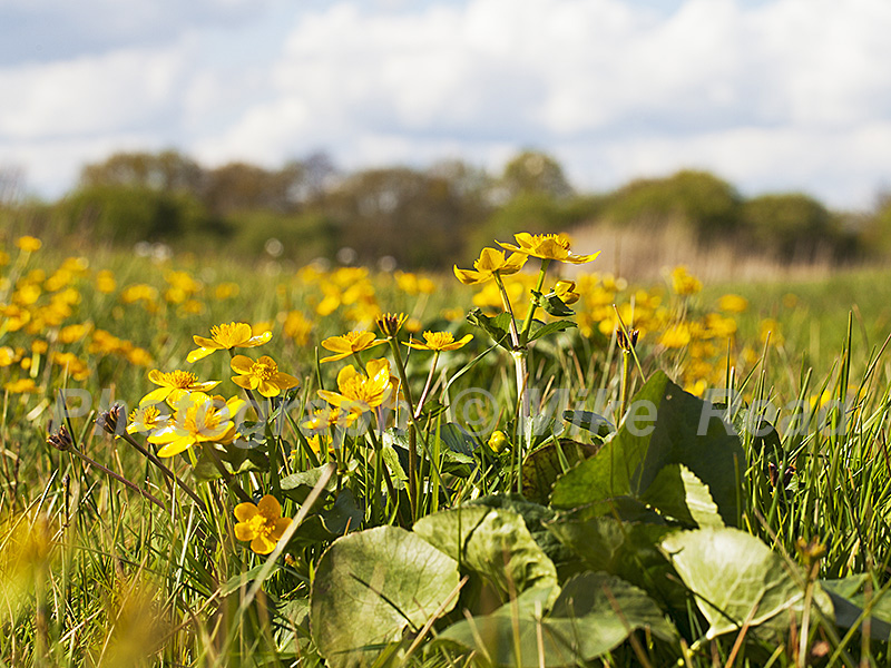 Marsh marigold Caltha palustris in water meadows Ringwood Hampshire England UK