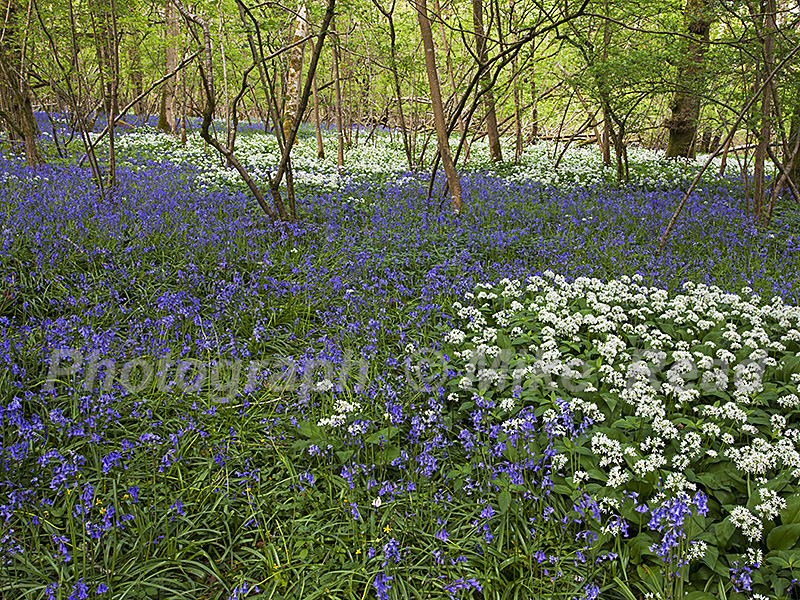 Bluebell Hyacinthoides non-scripta and Ramsons Allium ursinum Garston Wood RSPB reserve near Shaftesbury Dorset England UK