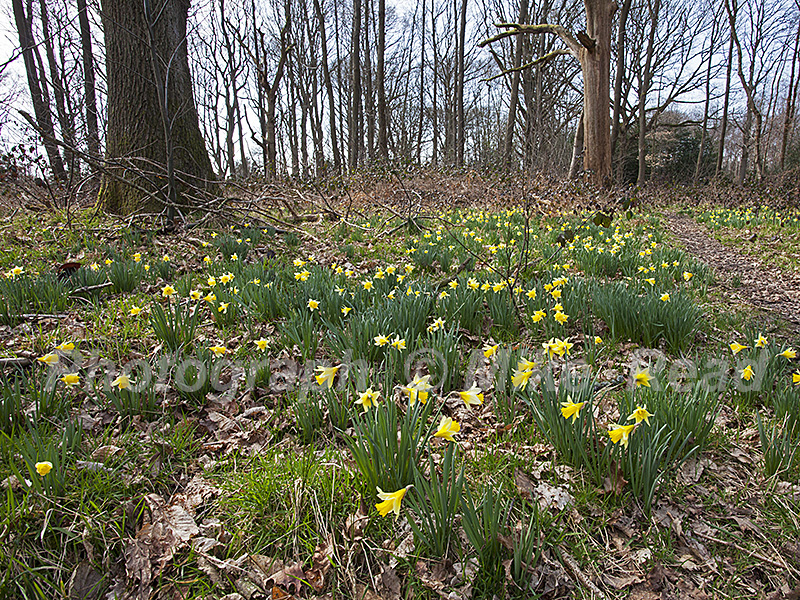 Wild daffodil Narcissus pseudonarcissus Pamber Forest Hampshire and Isle of Wight Wildlife Trust Reserve near Pamber Heath Hampshire England UK 2016