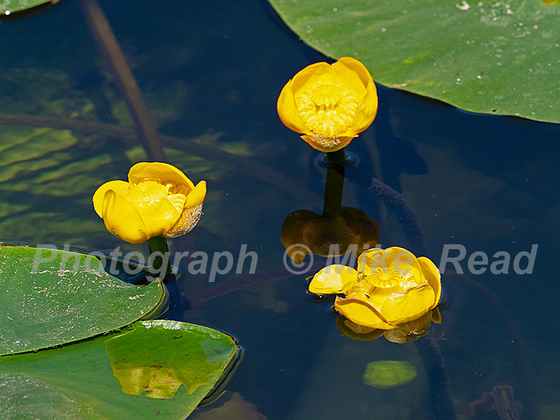 Yellow water-lily Nupha lutea in South Drain, Shapwick Heath National Nature Reserve, Avalon Marshes, Somerset Levels and Moors, Somerset, England, UK, May 2020