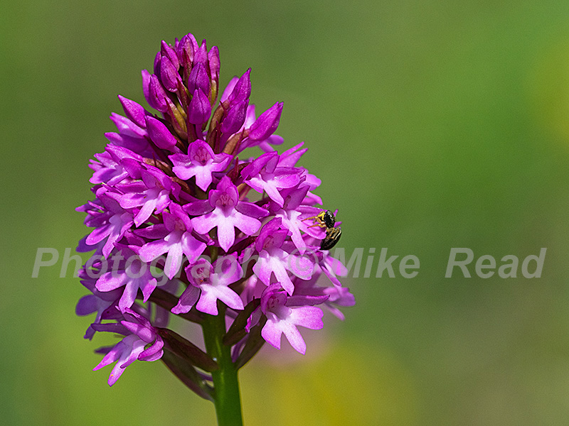 Pyramidal orchid Anacamptis pyramidalis Foontmell Down Dorset Wildlife Trust Reserve, Dorset, England, UK, June 2021