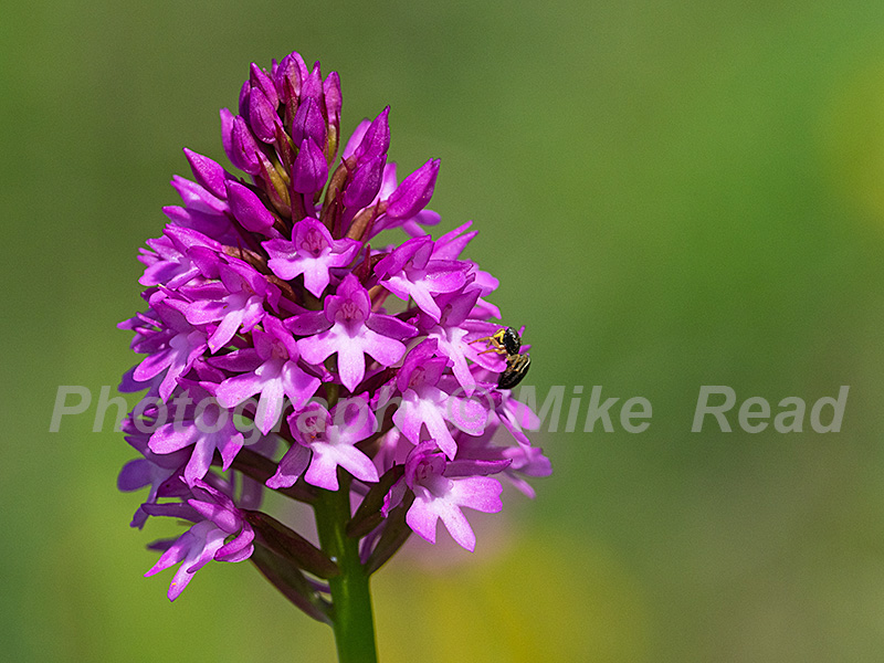 Pyramidal orchid Anacamptis pyramidalis Foontmell Down Dorset Wildlife Trust Reserve, Dorset, England, UK, June 2021