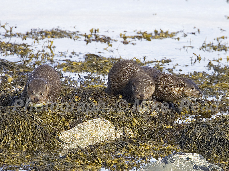 European otter Lutra lutra female and cubs with fish on seaweed covered rocks, Loch na Keal, Isle of Mull, Inner Hebrides, Argyll and Bute, Scotland, UK, June 2005