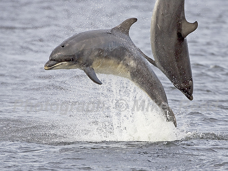 Bottlenose dolphin Tursiops truncatus leaping in the Moray Firth at Chanonry Point, The Black Isle, Ross and Cromarty, Highland Region, Scotland, UK, June 2005