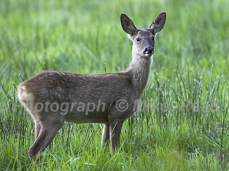 Roe deer Capreolus capreolus Avon Valley near Ringwood Hampshire England
