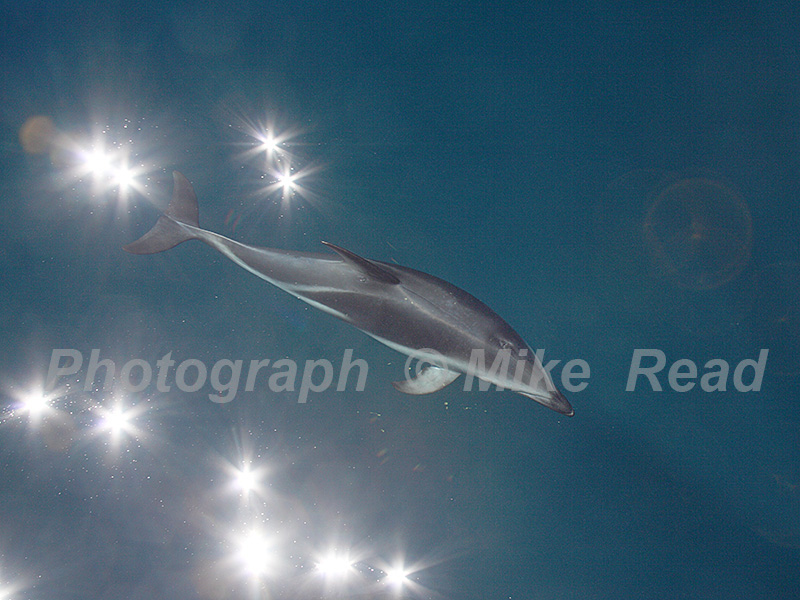 Dusky dolphin Lagemorhynchus obscurus Queen Charlotte Sound South Island New Zealand