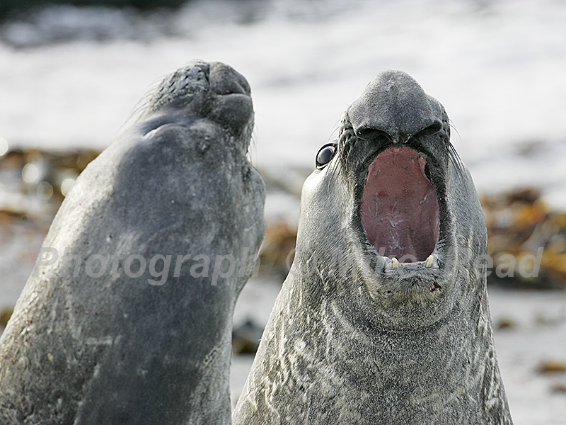 Southern elephant seal Mirounga leonina two males fighting Falkland Islands